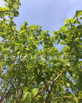 桑樹苗 果樹苗 植樹 種樹 果苗（百年古桑樹嫁接）果實飽滿