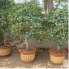 供應(yīng)桂花樹苗濃香型花卉金桂八月桂丹桂批發(fā)室內(nèi)室外盆栽種植