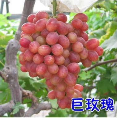 盆栽 地栽葡萄苗 果樹苗 葡萄樹苗 南方北方種植當年結果