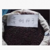 批發新采欒樹種子 黃山欒種子 北京欒種子 南欒種子