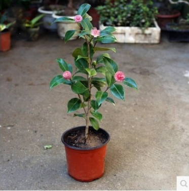 室內盆栽綠植花卉名貴四季茶花苗山茶樹苗大苗批發當年開花