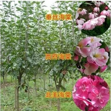 西府海棠垂絲海棠北美海棠樹苗苗木批發嫁接苗綠化苗木苗圃直發
