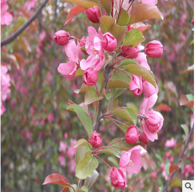 垂絲海棠苗 庭院種植綠化苗 觀賞型苗木