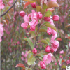 垂絲海棠苗 庭院種植綠化苗 觀賞型苗木