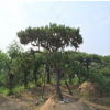 園林綠化工程 造型黑松 迎客造型景松 指導栽植技術