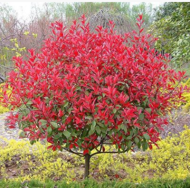 紅葉石楠批發叢生紅葉石楠直銷量大優惠