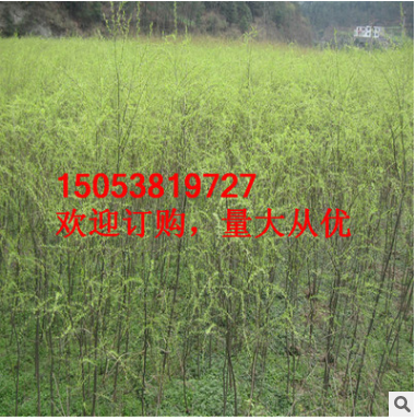 綠化柳樹 5公分 現(xiàn)貨充足價(jià)格低各種規(guī)格柳樹