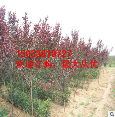 紅葉李優質綠化樹 基地直銷 價格低廉 行道濕地綠化風景紅葉李