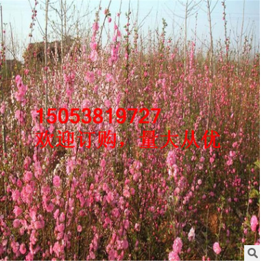 熱銷城鄉(xiāng)園林設(shè)計(jì)綠化榆葉梅 長期供應(yīng)花期長風(fēng)景觀賞榆葉梅樹