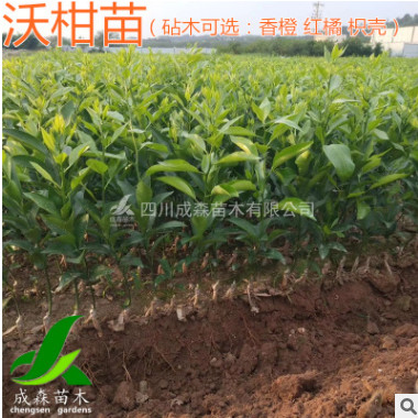 沃柑苗 香橙砧木嫁接沃柑樹苗批發 營養袋苗晚熟柑桔四川沃柑苗
