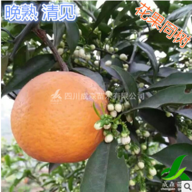 清見苗 四川嫁接清見桔橙果樹苗 基地供應嫁接雜柑 晚熟清見臍橙