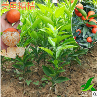 美國糖桔 嫁接美國糖桔苗 柑桔苗 又名加州甜橘蜜桔苗 成森苗木