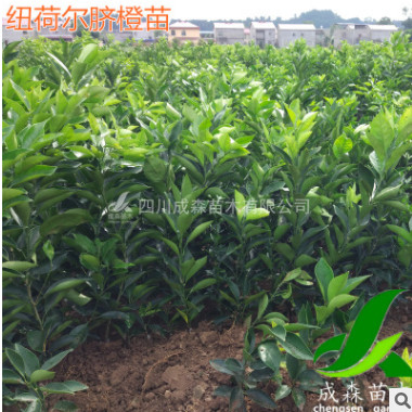紐荷爾臍橙苗 四川嫁接臍橙樹苗批發 嫁接紐荷爾樹苗