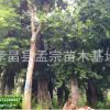 一棵起售 指樹挖樹 批發各種移植全冠樸樹 湖北樸樹