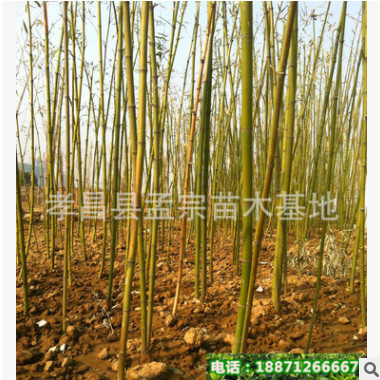 批發園林用竹子 窩竹 桂竹 規格齊全 現貨充足 歡迎來電選購