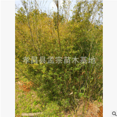 銷售園林綠化竹子 窩竹 貴竹批發(fā) 竹子批發(fā) 綠籬竹子工程竹子