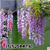 紫藤樹 基地直銷 叢生獨桿紫藤花 工程綠化小苗批發 成活率高