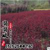 基地直銷紫葉矮櫻 紫葉矮櫻苗 園林綠化苗木 規格齊全成活率高