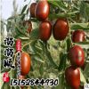 棗樹 嫁接樹苗 工程綠化小苗批發 園林景觀花卉苗木行道樹直銷