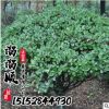 冬青苗 大葉黃楊苗 黃楊球冬青球 常綠灌木 工程綠化花卉苗木