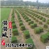 草坪 百慕大四季青 果嶺草綠化草皮 園林綠化工程批發