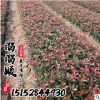 紅葉石楠苗 高桿石楠樹 紅葉石楠球 色塊苗木花卉 綠化行道樹