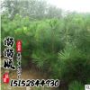 黑松 常綠喬木 盆景批發 工程綠化小苗行道樹直銷 量大從優