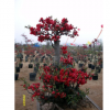 供應(yīng)臨沂市市花沂州海棠花貼梗海棠等