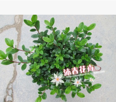 新品種紅燈籠杜鵑苗 比利時(shí)西洋杜鵑苗 18杯30cm