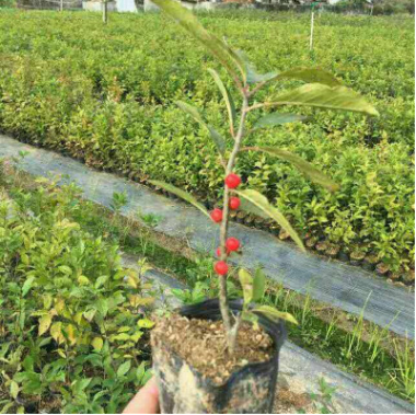 北美冬青小苗 根系發(fā)達(dá) 提供種植技術(shù)