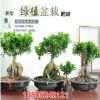 批發(fā)大榕樹盆栽 人參榕樹盆景樹樁 小葉榕室內創(chuàng)意綠植 吸收甲醛