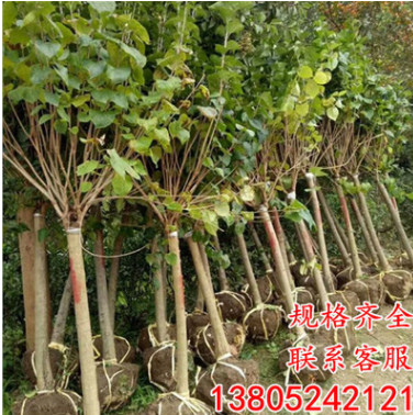 基地直銷丁香苗 批發丁香花樹苗丁香花小苗叢生紫丁香苗園林綠化
