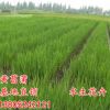 基地直銷黃菖蒲水生植物水生鳶尾黃花鳶尾水生花卉再力花挺水植物