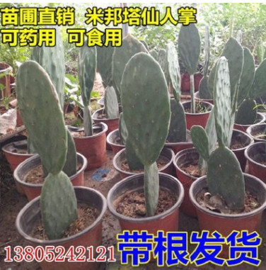 批發正宗墨西哥米邦塔食用仙人掌苗 盆栽苗木 多肉植物 消炎 美容