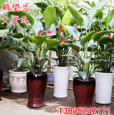 批發鶴望蘭天堂鳥花卉盆景盆栽大型綠植辦公室客廳觀葉植物去甲醛