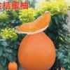 四川學基地直銷柚子樹苗 一年金橘蜜柚黃金蜜柚3號小苗木
