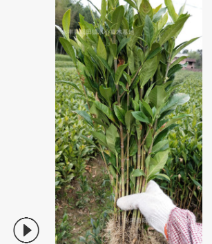 高產黃梔子苗中藥材黃枝子樹苗綠化庭院盆栽單瓣花香茶野生桅子苗