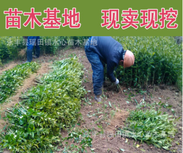 江西野生黃梔子苗 山梔子樹苗 高產紅枝子中藥材樹苗天然調色香料