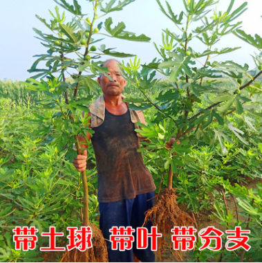 無花果樹苗盆栽地栽無花果苗南方北方種植庭院植物當年結果苗樹苗