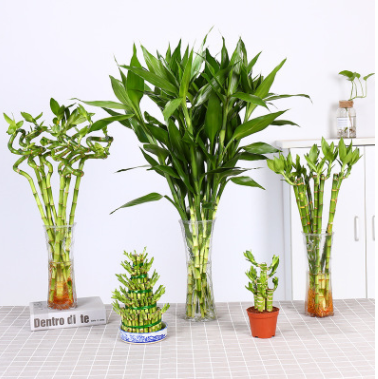 室內植物水培富貴竹觀音竹綠植盆栽轉運竹節節高四季常青好養花卉