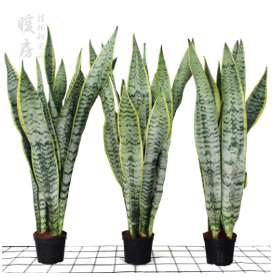 虎皮蘭盆栽 虎皮蘭 大 金邊虎尾蘭植物 室內吸甲醛綠植