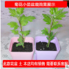 基地直銷 盆栽 菊花小苗 當年開花苗 盆栽花卉