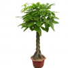 室內花卉 盆景植物 發財樹盆栽 客廳創意花草