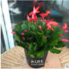室內盆栽花卉 蟹爪蘭 蟹爪蓮 仙人掌 仙指蘭假曇花盆栽