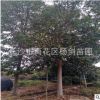 供應湖南樂昌含笶 18cm20公分樂昌含笶 大樂昌含笶樹苗