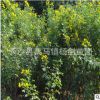 供應黃花槐 地徑2cm公分黃花槐 3-4-5cm公分黃花槐 薄利多銷