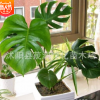 室內盆栽擺放觀葉綠植凈化空氣吸收有害氣體龜背竹花語健康長壽