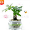 花卉綠植長青室內擺放盆栽植物獨桿發財樹凈化客氣吸甲醇