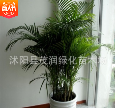 高檔觀葉植物室內大型綠植 散尾葵盆栽客廳辦公室鳳尾竹凈化空氣