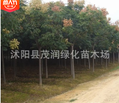 基地直銷園林綠化工程樹苗高行道樹庭院公園大夫樹、欒樹.燈籠樹